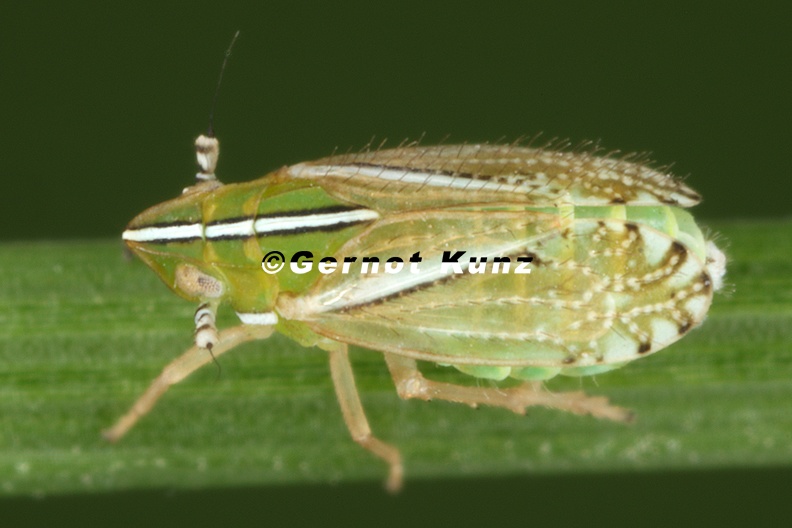 Tropidocephala_andropogonis__Goldbart-Spornzikade_W_on_Chrysopogon_gryllus_9_2.jpg