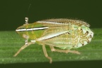 Tropidocephala andropogonis  Goldbart-Spornzikade W on Chrysopogon gryllus 9 2