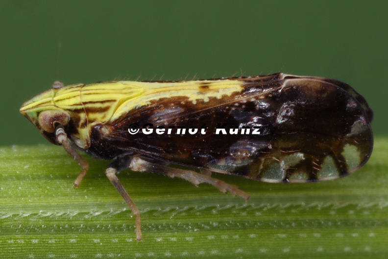 Tropidocephala tuberipennis  Spornzikade M5 2