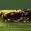 Tropidocephala tuberipennis  Spornzikade M5 2
