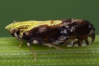 Tropidocephala tuberipennis  Spornzikade M5 2