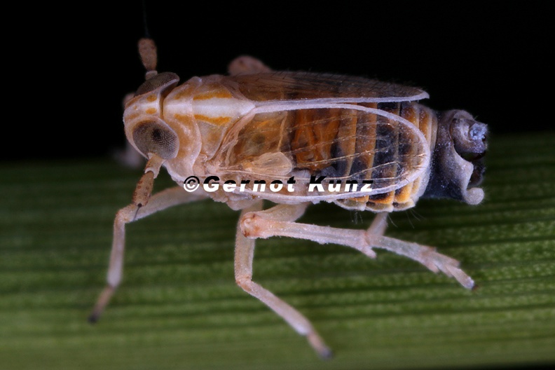 Unkanodes_excisa__Strandroggen_Spornzikade_M1_2.jpg