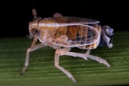Unkanodes excisa  Strandroggen Spornzikade M1 2