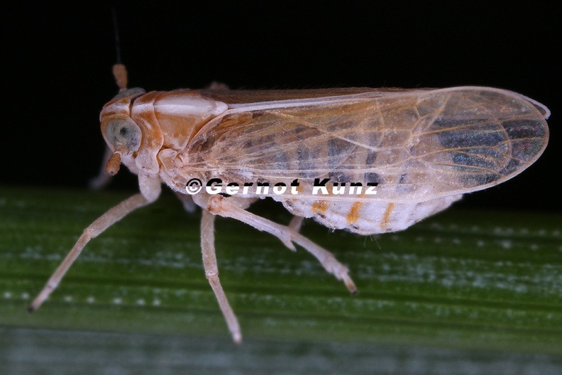 Unkanodes_excisa__Strandroggen_Spornzikade_Wm1_2.jpg