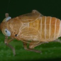 Xanthodelphax flaveola  Gelbe Spornzikade M3 2