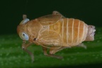Xanthodelphax flaveola  Gelbe Spornzikade M3 2