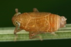 Xanthodelphax straminea  Stroh-Spornzikade M1 2
