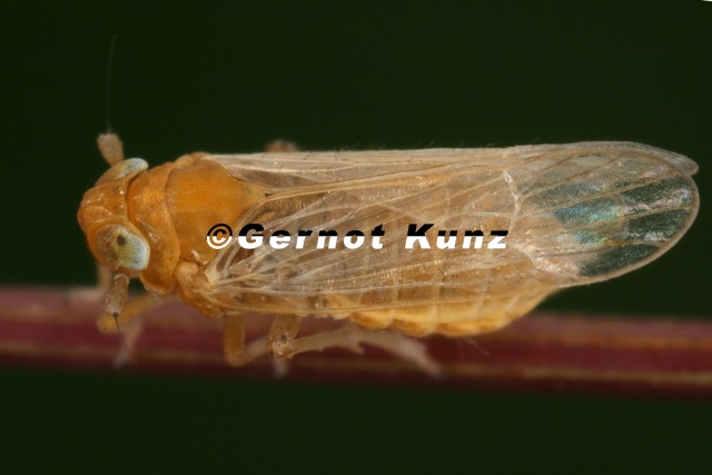 Xanthodelphax_straminea__Stroh-Spornzikade_Wm1_2.jpg