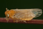 Xanthodelphax straminea  Stroh-Spornzikade Wm1 2