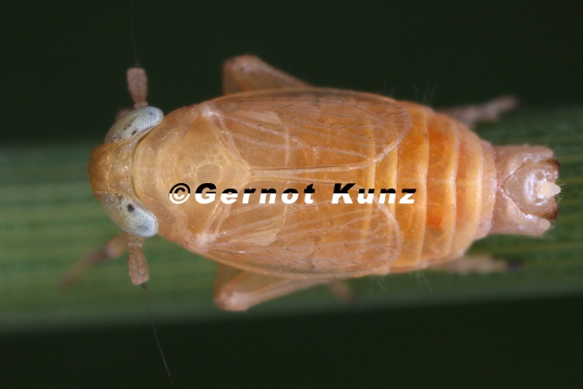 Xanthodelphax_xantha__Altai-Spornzikade_M1_2.jpg
