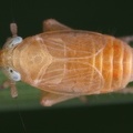 Xanthodelphax xantha  Altai-Spornzikade M1 2