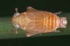 Xanthodelphax xantha  Altai-Spornzikade M1 2