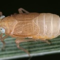 Xanthodelphax xantha  Altai-Spornzikade W1 2