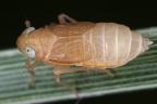 Xanthodelphax xantha  Altai-Spornzikade W1 2