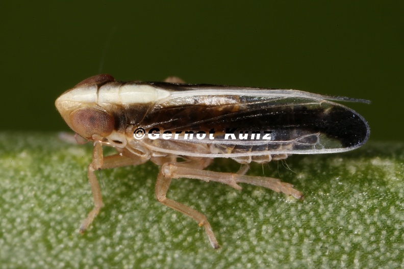 Kelisia_brucki__Halbmond-Spornzikade_2_2.jpg