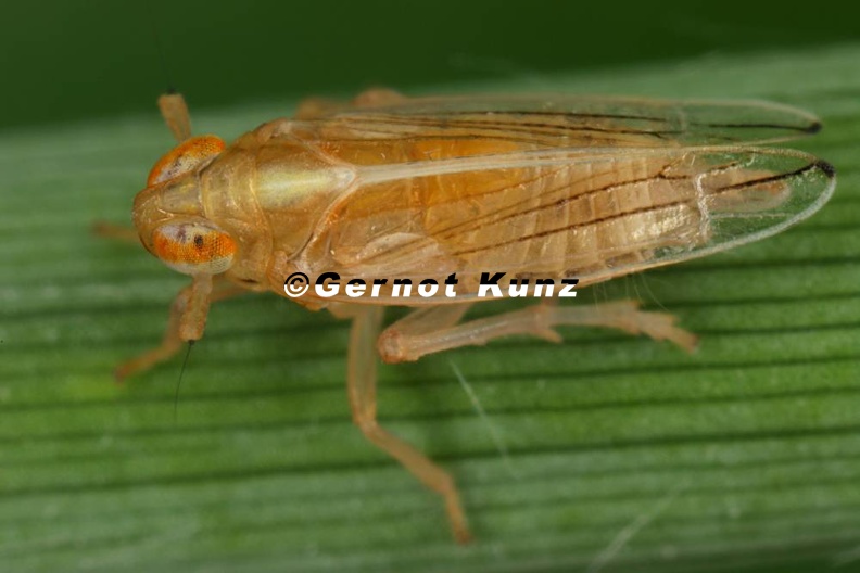 Kelisia_confusa__Steifseggen-Spornzikade_M21_1.jpg