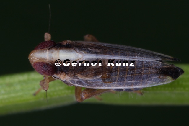Kelisia_halpina__Alpen-Erdseggen-Spornzikade_M1_2v.jpg