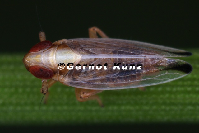 Kelisia_haupti__Echte_Erdseggen-Spornzikade_M6_2v.jpg