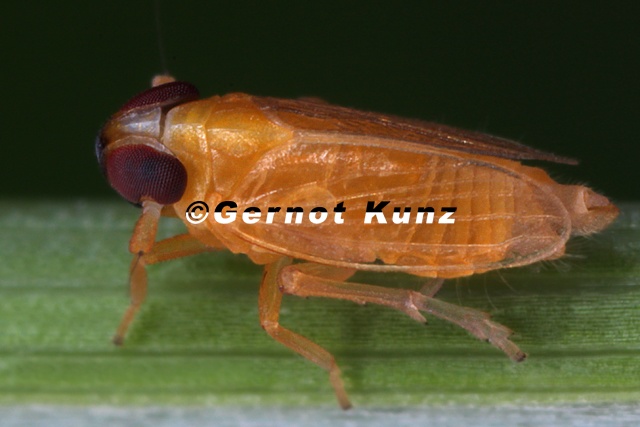 Kelisia_henschii__Balkanspornzikade_M1_2v.jpg