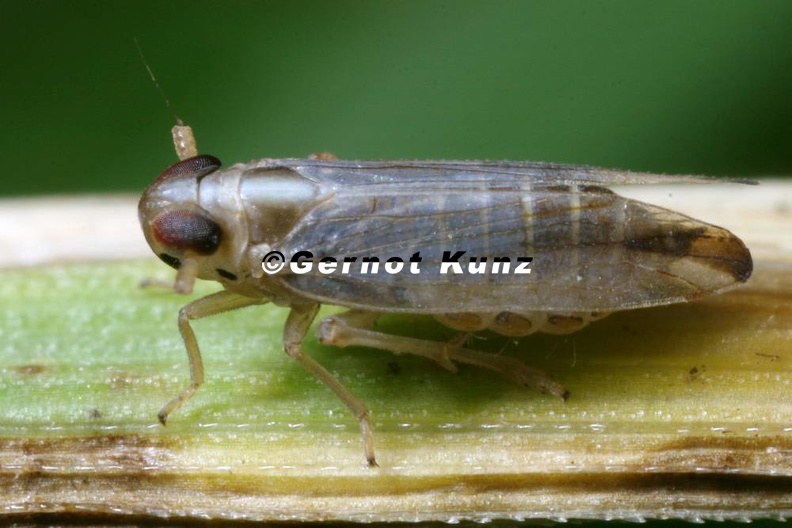 Kelisia_irregulata__Blauseggen-Spornzikade_1_2.jpg