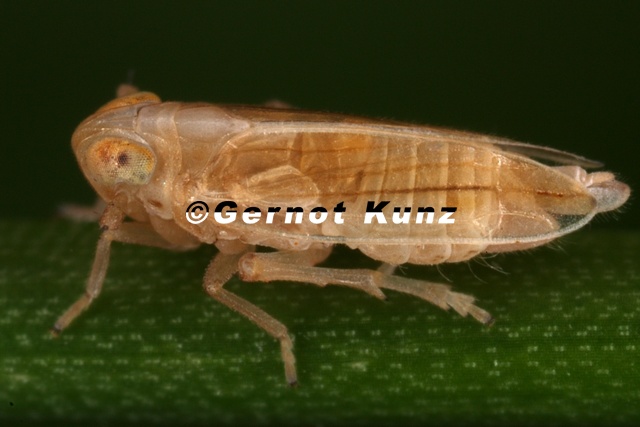 Kelisia_pallidula__Wei__e_Spornzikade_M3_2.jpg