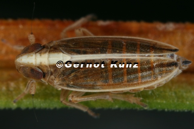 Kelisia_praecox__Seegras-Spornzikade_W2_2.jpg