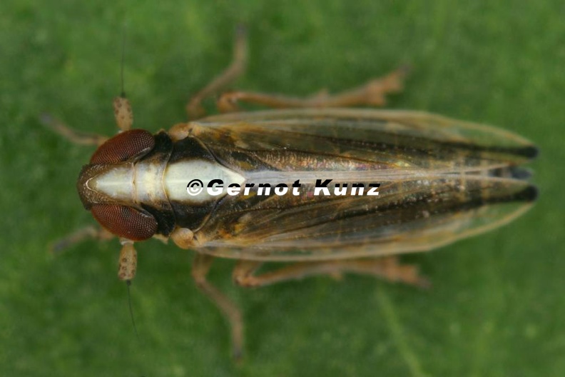 Kelisia_ribauti__Schwarzlippen-Spornzikade_M1_2.jpg