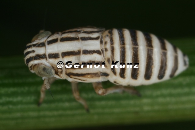 Eurybregma nigrolineata  Zebra-Spornzikade L2 2