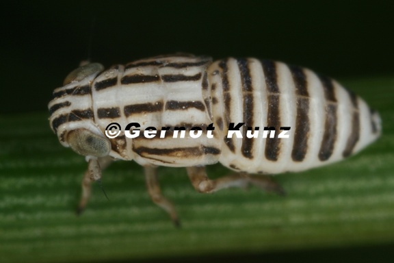 Eurybregma nigrolineata  Zebra-Spornzikade L2 2