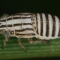 Eurybregma nigrolineata  Zebra-Spornzikade L2 2