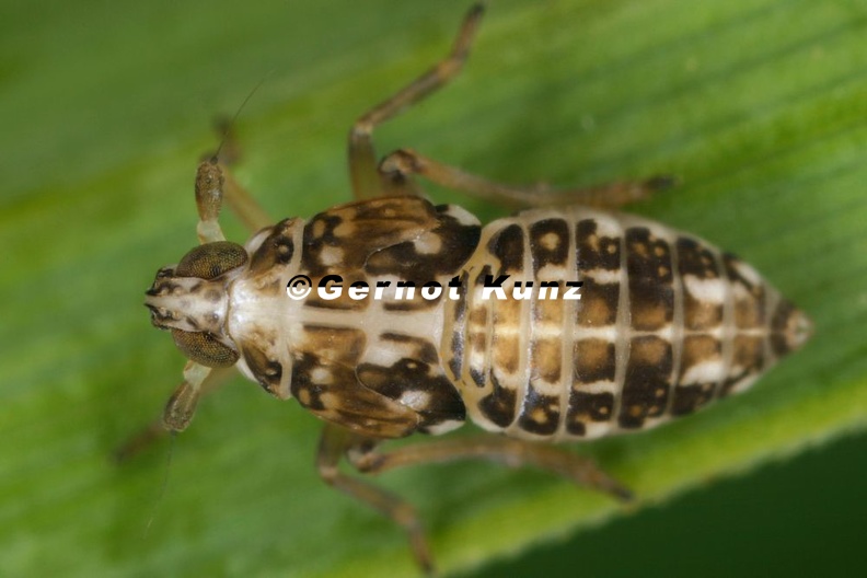 Megamelus_notula__Gemeine_Seggen-Spornzikade_L1_1.jpg
