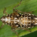 Megamelus notula  Gemeine Seggen-Spornzikade L1 1