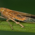 Stenocranus major  Gro  e Spornzikade M23 1