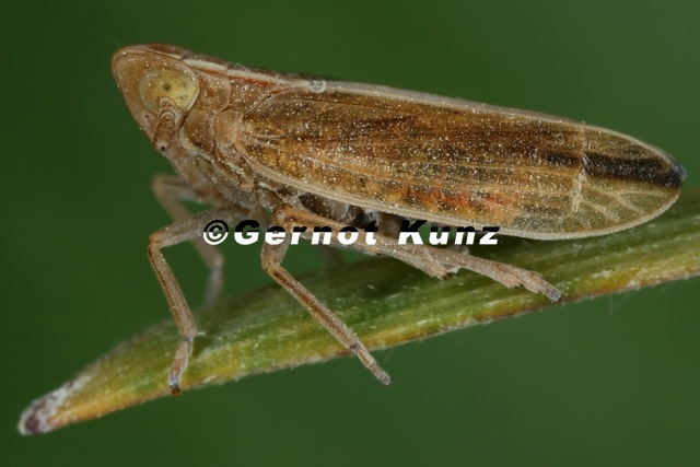 Stenocranus_minutus__Kn__ulgras-Spornzikade_M3_2.jpg
