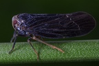 Derbidae (Mottenzikaden)