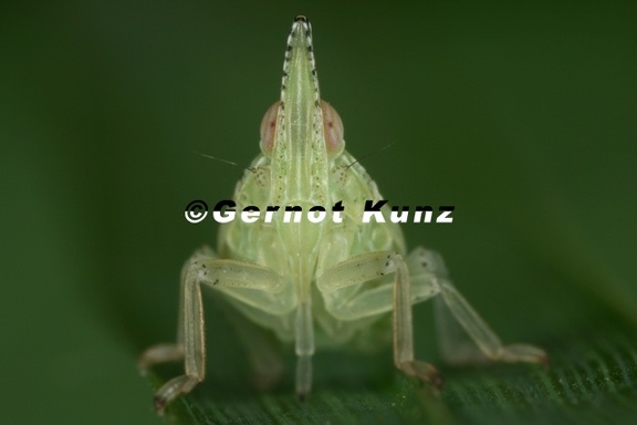 Dictyophara europaea  Europ  ischer Laternentr  ger L25 2