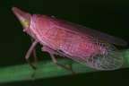 Dictyopharidae (Falsche Laternenträger)
