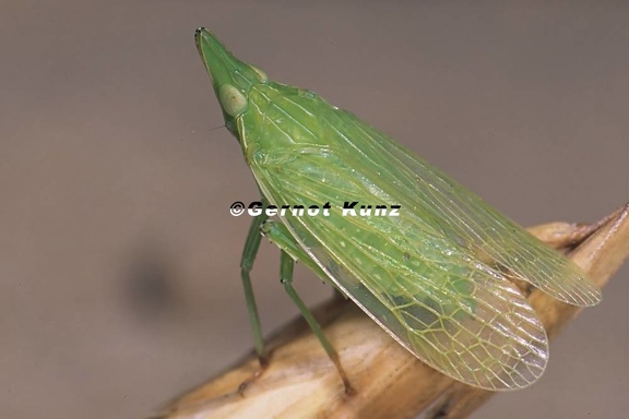 Dictyophara europaea  Europ ischer Laternentr ger 1 1