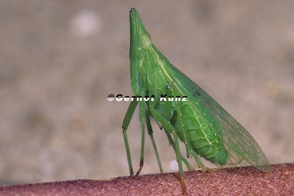 Dictyophara europaea  Europ ischer Laternentr ger 3 1