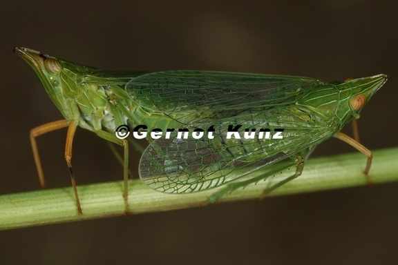 Dictyophara multireticulata  Gro  er Laternentr  ger K1 2