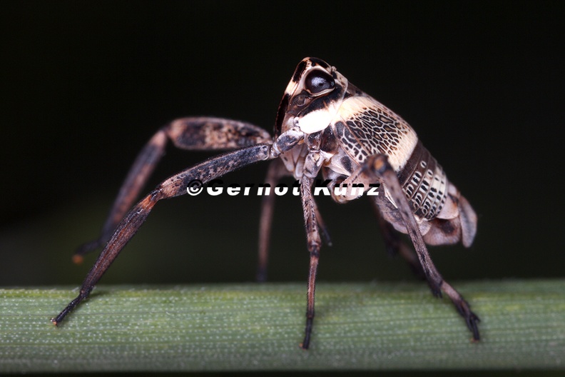 Parogerius_platypus_1_2.jpg