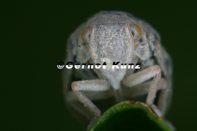 Metcalfa_pruinosa__Blaeulingszikade_16_2.jpg