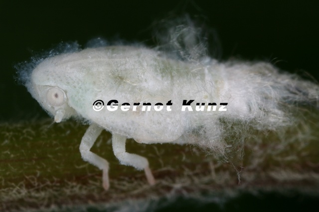 Metcalfa_pruinosa__Blaeulingszikade_L2_2.jpg