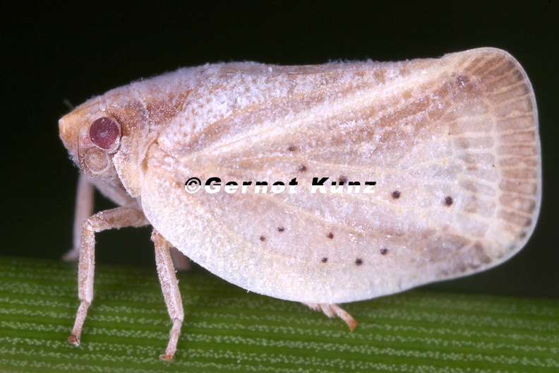 Phantia_subquadrata__Gefleckte_Schmetterlingszikade_6_2.jpg