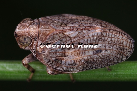Issus coleoptratus  Echte K  ferzikade 2 2v