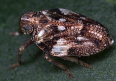 Issus coleoptratus  Echte K  ferzikade 6 2