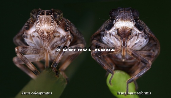 Issus coleoptratus  Echte K  ferzikade   amp  Issus muscaeformis  Fliegenzikade 1v