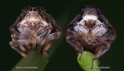 Issus coleoptratus  Echte K  ferzikade   amp  Issus muscaeformis  Fliegenzikade 1v
