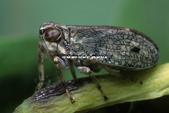 Issus coleoptratus  Echte K ferzikade 1 1