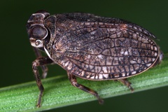 Issus muscaeformis  Fliegenzikade 4 2v